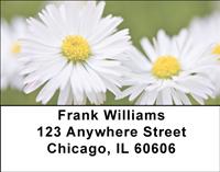 Daisies Address Labels