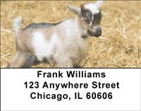 Baby Animals Address Labels