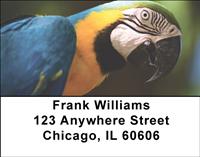 Parrots Address Labels