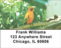 Parrots Address Labels
