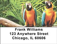 Parrots Address Labels