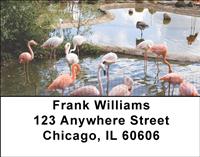 Flamingos Address Labels