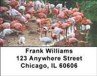 Flamingos Address Labels
