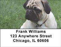 Perfect Pugs Address Labels