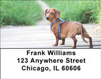 Diminutive Dachshunds Address Labels