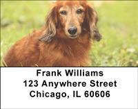 Diminutive Dachshunds Address Labels