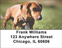Diminutive Dachshunds Address Labels