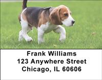 Adorable Beagles Address Labels