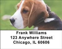 Adorable Beagles Address Labels