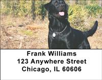 Black Labradors Address Labels