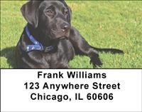 Black Labradors Address Labels