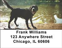Black Labradors Address Labels