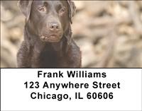 Chocolate Labs Address Labels