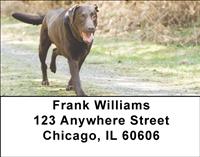 Chocolate Labs Address Labels