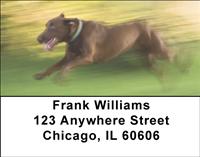 Chocolate Labs Address Labels