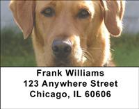 Yellow Labs Address Labels