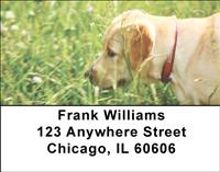 Yellow Labs Address Labels