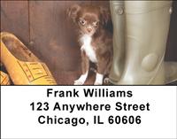Chihuahuas Address Labels