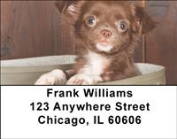 Chihuahuas Address Labels