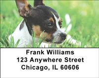 Chihuahuas Address Labels