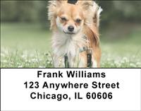 Chihuahuas Address Labels