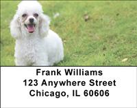 Poodles Address Labels