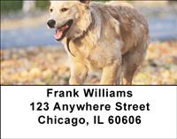 Golden Retriever Address Labels
