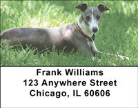 Greyhounds Address Labels
