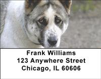 Akitas Address Labels