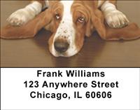 Basset Hounds Address Labels