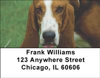 Basset Hounds Address Labels