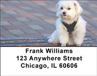 Bichon Frises Address Labels