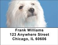 Bichon Frises Address Labels