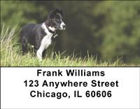 Border Collies Address Labels