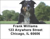Border Collies Address Labels