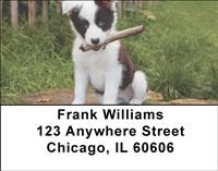 Border Collies Address Labels