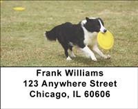 Border Collies Address Labels