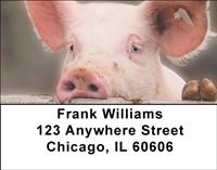 Pigs Address Labels