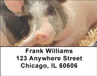 Pigs Address Labels
