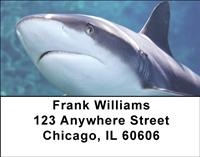 Sharks Address Labels