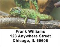Lizards Address Labels