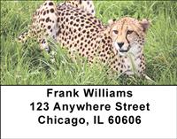 Cheetahs Address Labels