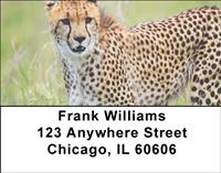Cheetahs Address Labels