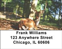 Deer Address Labels
