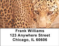 Leopards Address Labels
