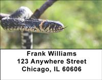 Snakes Address Labels