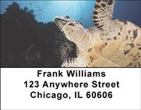 Turtles Address Labels