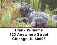 Gators and Crocs Address Labels
