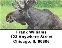 Moose Address Labels