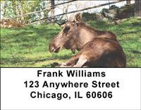 Moose Address Labels